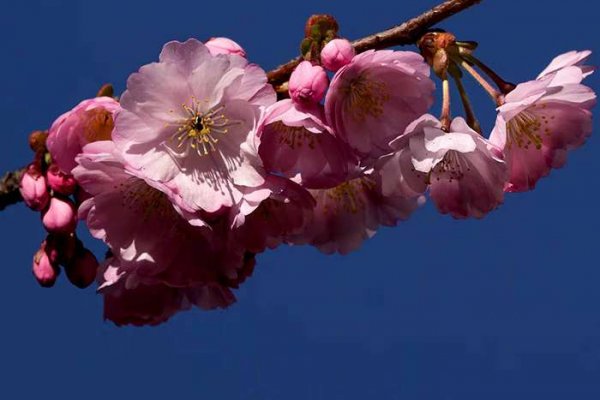  عکس شکوفه گیلاس