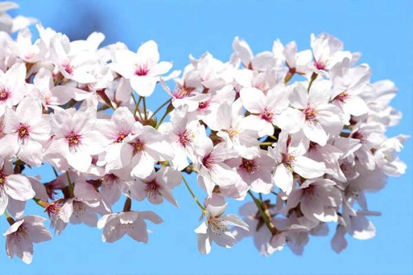  عکس شکوفه گیلاس