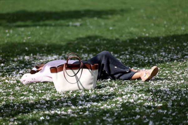  عکس شکوفه گیلاس