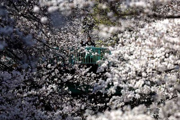  عکس شکوفه گیلاس