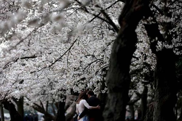  عکس شکوفه گیلاس