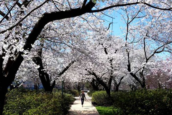  عکس شکوفه گیلاس