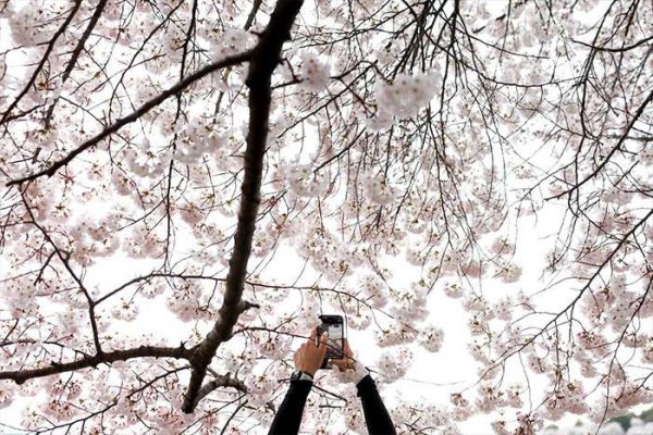  عکس شکوفه گیلاس