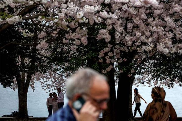  عکس شکوفه گیلاس