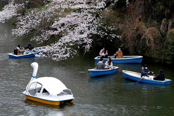  عکس شکوفه گیلاس