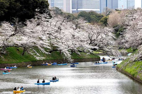  عکس شکوفه گیلاس