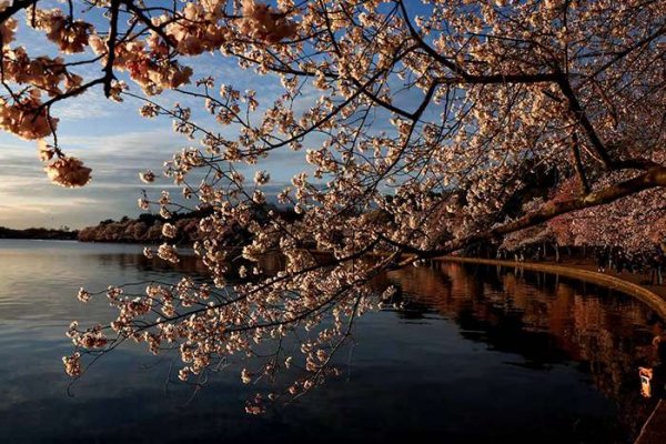  عکس شکوفه گیلاس