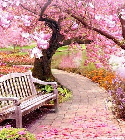  عکس درخت رویایی