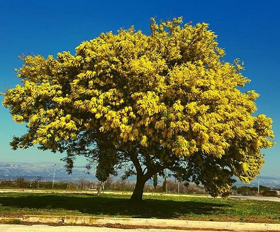  عکس درخت رویایی