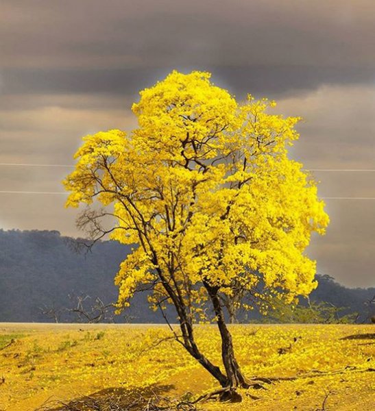  عکس درخت رویایی