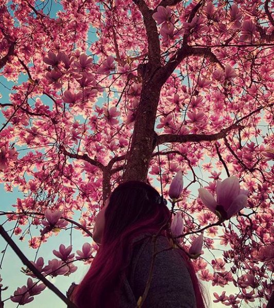  عکس درخت رویایی