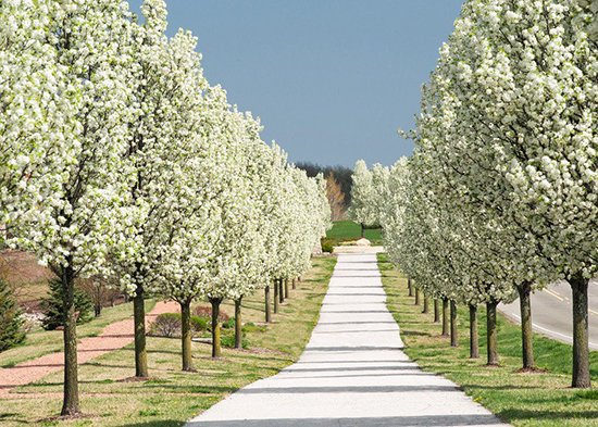  عکس درخت رویایی