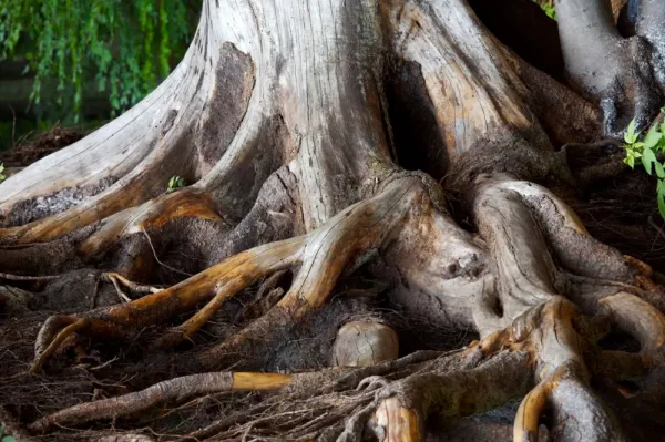  عکس درخت برای پروفایل