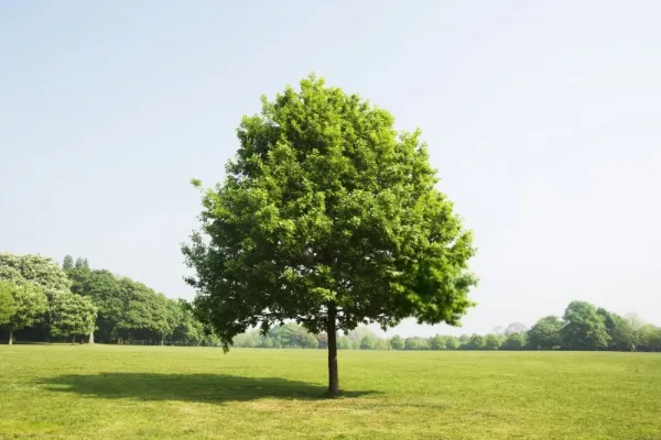  عکس درخت برای پروفایل