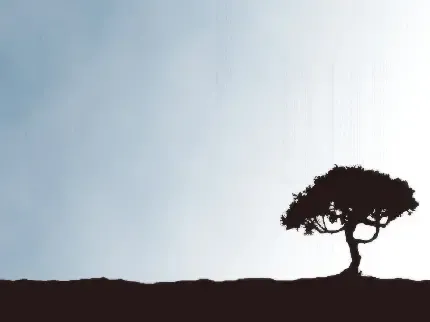  عکس درخت تنها و غمگین