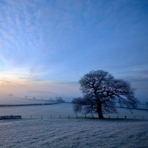  عکس تک درخت زیبا