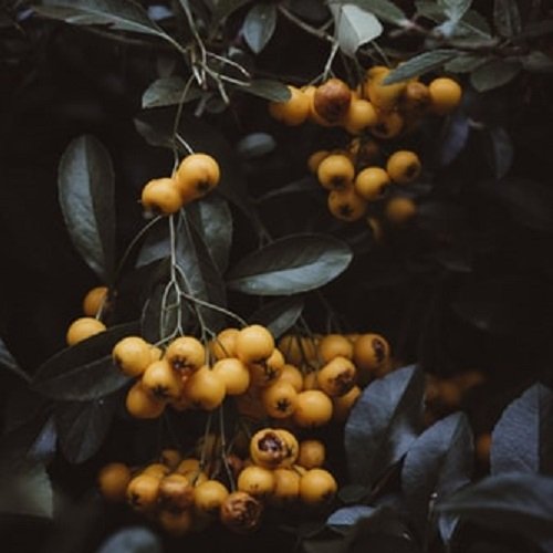  عکس تک درخت زیبا