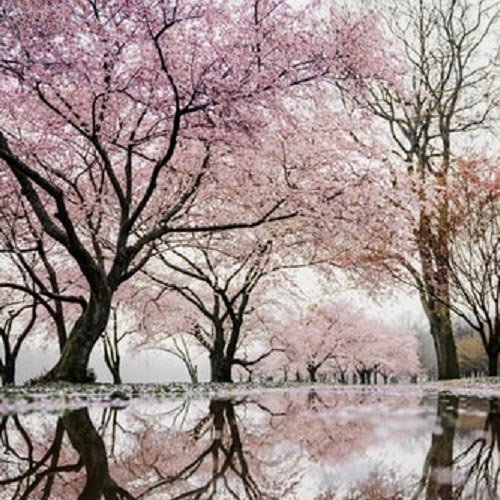  عکس تک درخت زیبا