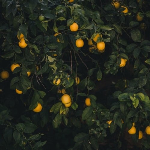 عکس پروفایل درخت تنها