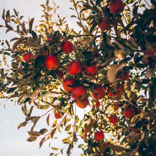  عکس پروفایل درخت تنها