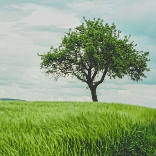  عکس پروفایل درخت تنها