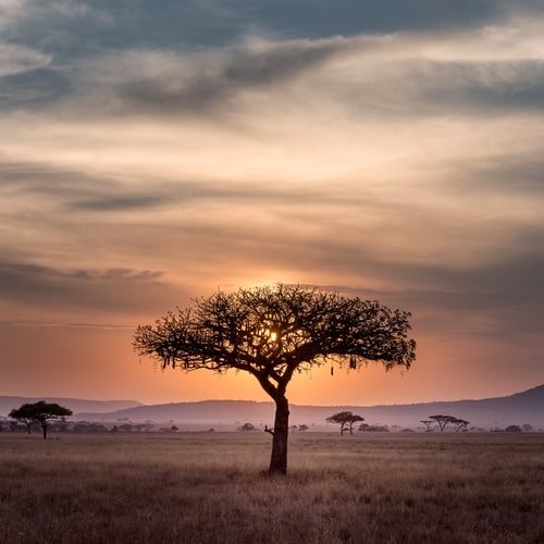  عکس پروفایل درخت تنها