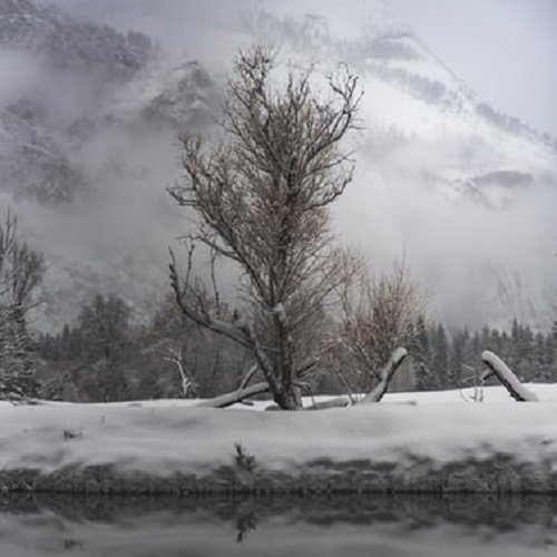  عکس پروفایل درخت تنها