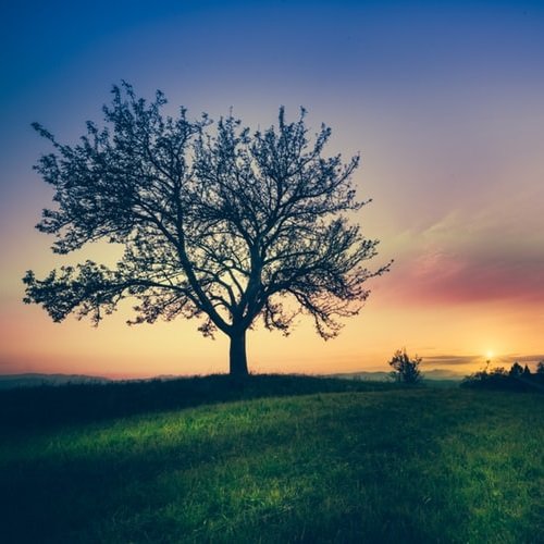  عکس پروفایل درخت تنها