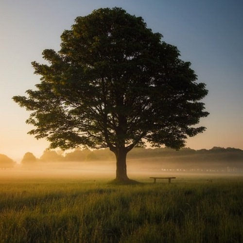  عکس پروفایل درخت تنها