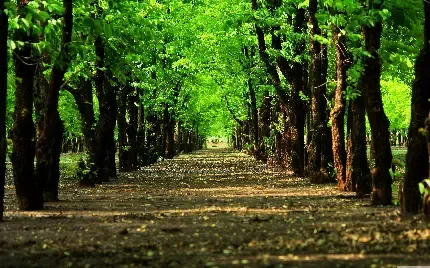  عکس درخت طبیعی