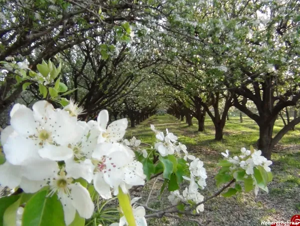  عکس طبیعت بهاری ایران