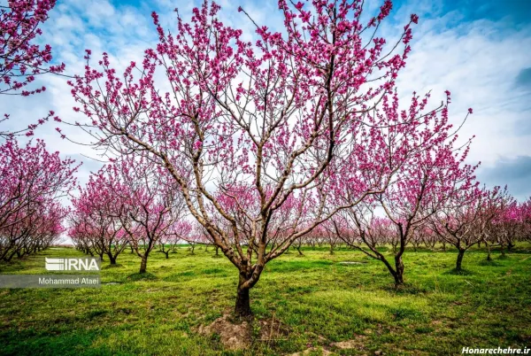 عکس طبیعت بهاری ایران