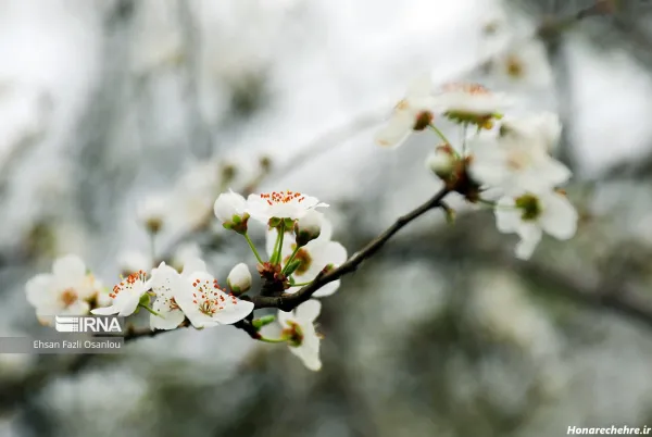  عکس طبیعت بهاری ایران