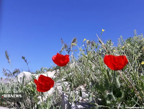  عکس طبیعت بهاری ایران