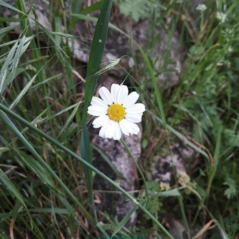  پروفایل بهاری دخترانه اینستاگرام