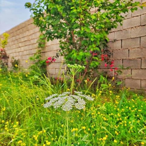  پروفایل بهاری دخترانه اینستاگرام