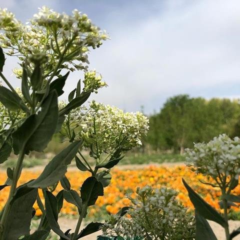  پروفایل بهاری دخترانه اینستاگرام