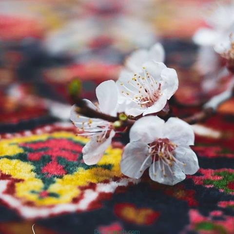  پروفایل بهاری دخترانه اینستاگرام