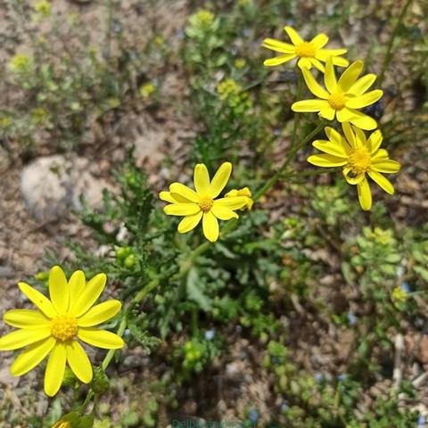  پروفایل بهاری دخترانه اینستاگرام