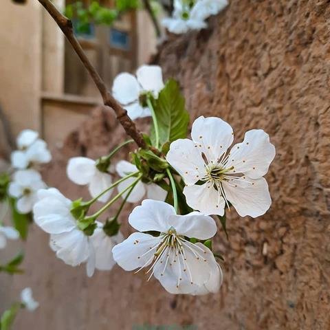  پروفایل بهاری دخترانه اینستاگرام