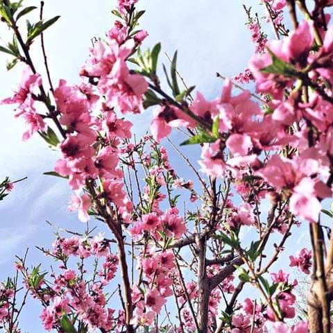  پروفایل بهاری دخترانه اینستاگرام