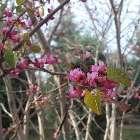  پروفایل بهاری دخترانه اینستاگرام