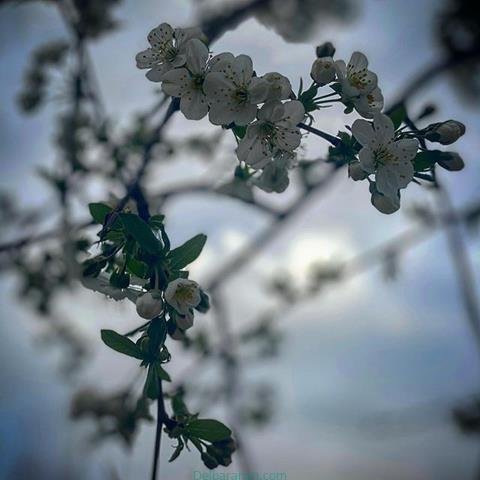  پروفایل بهاری دخترانه اینستاگرام