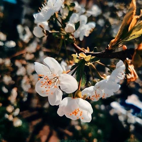  پروفایل بهاری دخترانه اینستاگرام