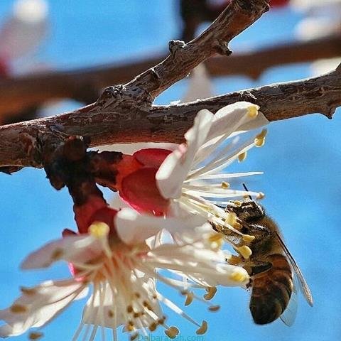  پروفایل بهاری دخترانه اینستاگرام