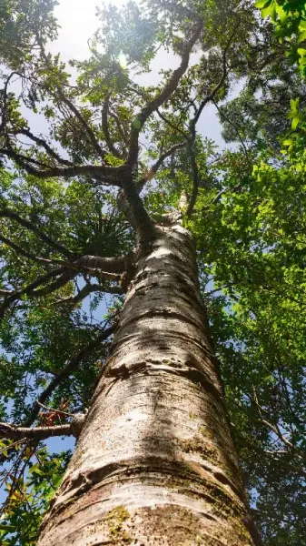  عکس درخت سبز