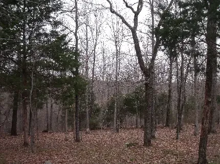  عکس درخت سبز