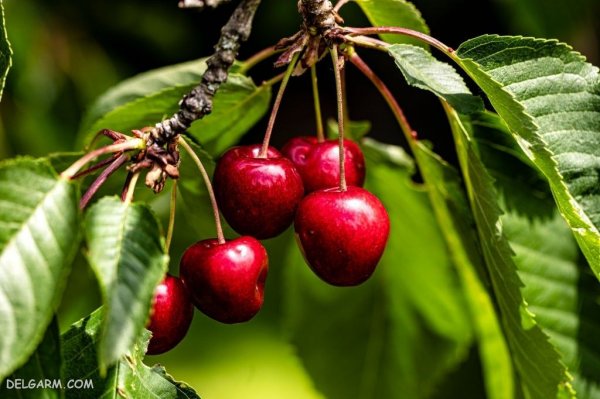  عکس گیلاس برای پروفایل