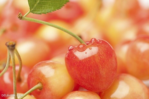  عکس گیلاس برای پروفایل