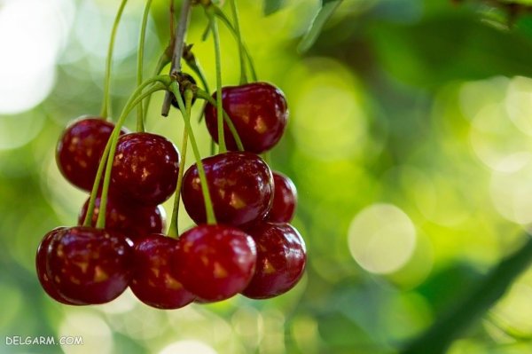  عکس گیلاس برای پروفایل